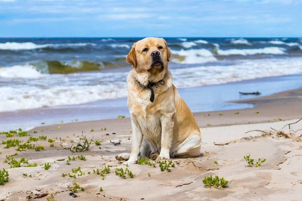 Labrador Alegre Buen Carácter Caminando Por Playa Disfrutando Día Soleado —  Fotos de Stock