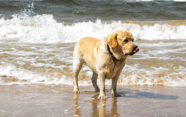 Neşeli, iyi huylu bir Labrador, kumsalda yürüyor, güneşli bir günün tadını çıkarıyor, rüzgar kulaklarını hareket ettiriyor..