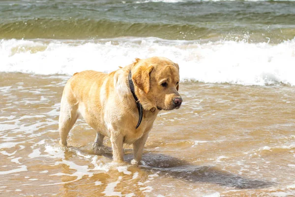 Neşeli, iyi huylu bir Labrador, kumsalda yürüyor, güneşli bir günün tadını çıkarıyor, rüzgar kulaklarını hareket ettiriyor..