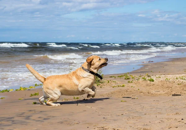 Labrador Alegre Buen Carácter Caminando Por Playa Disfrutando Día Soleado —  Fotos de Stock