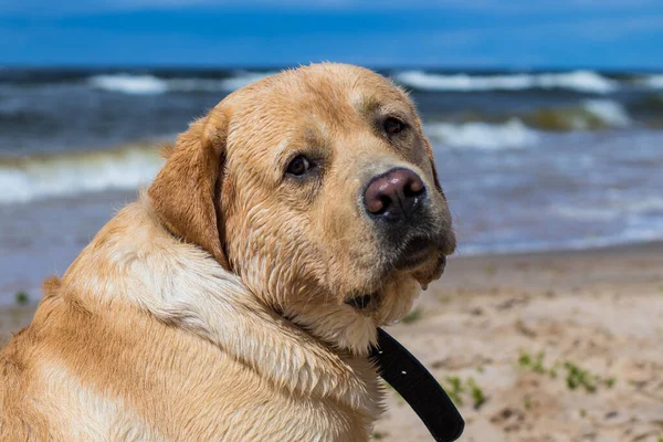 Labrador Alegre Buen Carácter Caminando Por Playa Disfrutando Día Soleado —  Fotos de Stock