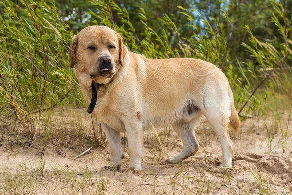 Een Vrolijk Goedhartig Labrador Wandelen Het Strand Genieten Van Een — Stockfoto