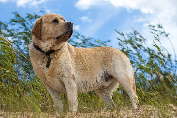 Labrador Alegre Buen Carácter Caminando Por Playa Disfrutando Día Soleado —  Fotos de Stock