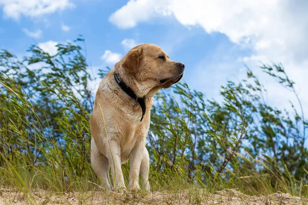 Labrador Alegre Buen Carácter Caminando Por Playa Disfrutando Día Soleado —  Fotos de Stock