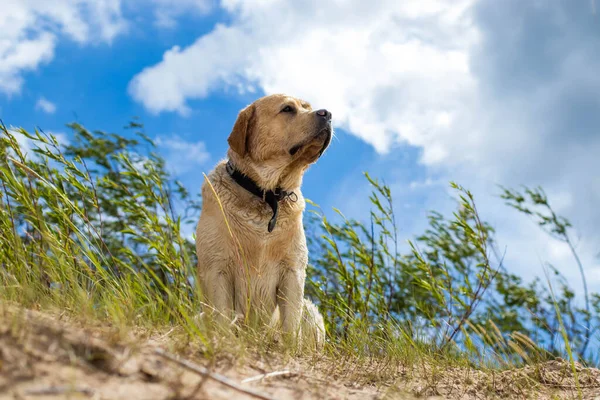 Labrador Alegre Buen Carácter Caminando Por Playa Disfrutando Día Soleado —  Fotos de Stock