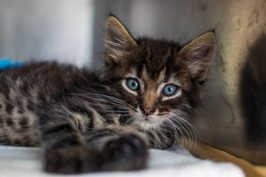 Hayvan barınağından bir kedi, sahibini ve sıcak bir evi bekliyor. Erkeğini bekliyor ve kafeste üzgün.