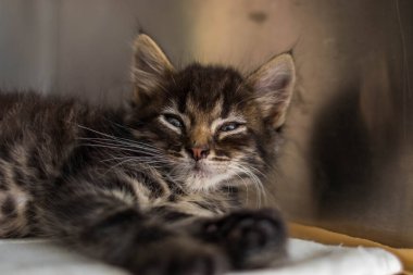 Hayvan barınağından bir kedi, sahibini ve sıcak bir evi bekliyor. Erkeğini bekliyor ve kafeste üzgün.