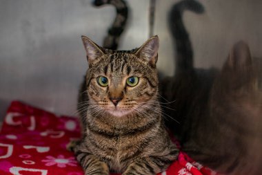 Hayvan barınağından bir kedi, sahibini ve sıcak bir evi bekliyor. Erkeğini bekliyor ve kafeste üzgün.