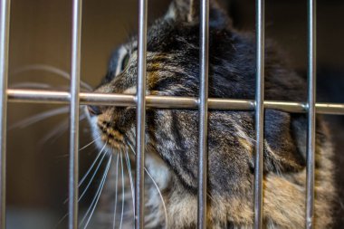 Hayvan barınağından bir kedi, sahibini ve sıcak bir evi bekliyor. Erkeğini bekliyor ve kafeste üzgün.