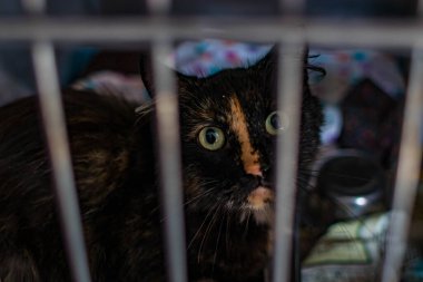 Hayvan barınağından bir kedi, sahibini ve sıcak bir evi bekliyor. Erkeğini bekliyor ve kafeste üzgün.