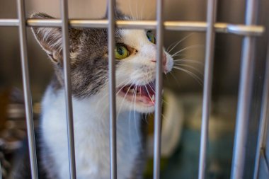 Hayvan barınağından bir kedi, sahibini ve sıcak bir evi bekliyor. Erkeğini bekliyor ve kafeste üzgün.