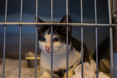 Hayvan barınağından bir kedi, sahibini ve sıcak bir evi bekliyor. Erkeğini bekliyor ve kafeste üzgün.