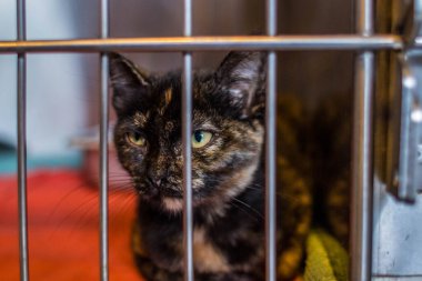 Hayvan barınağından bir kedi, sahibini ve sıcak bir evi bekliyor. Erkeğini bekliyor ve kafeste üzgün.