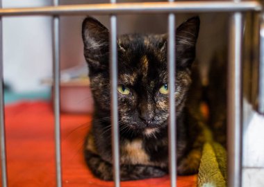 Hayvan barınağından bir kedi, sahibini ve sıcak bir evi bekliyor. Erkeğini bekliyor ve kafeste üzgün.