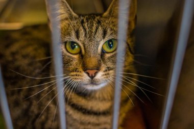 Hayvan barınağından bir kedi, sahibini ve sıcak bir evi bekliyor. Erkeğini bekliyor ve kafeste üzgün.