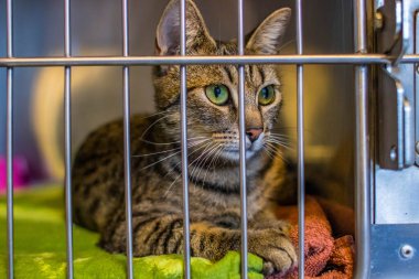 Hayvan barınağından bir kedi, sahibini ve sıcak bir evi bekliyor. Erkeğini bekliyor ve kafeste üzgün.