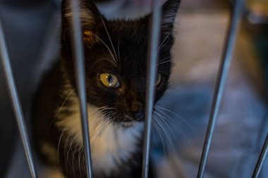 Hayvan barınağından bir kedi, sahibini ve sıcak bir evi bekliyor. Erkeğini bekliyor ve kafeste üzgün.