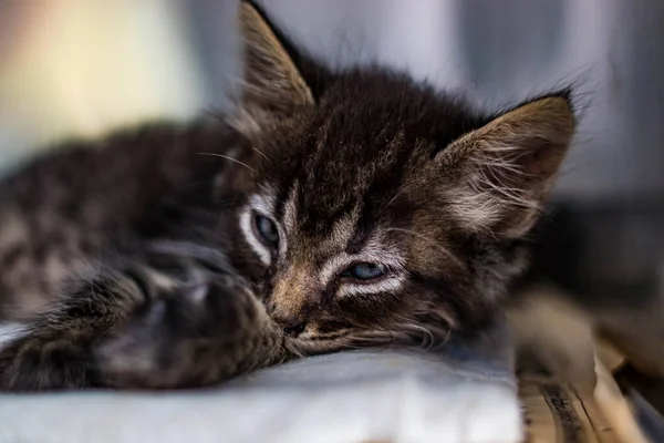 Hayvan Barınağından Bir Kedi Sahibini Sıcak Bir Evi Bekliyor Erkeğini — Stok fotoğraf