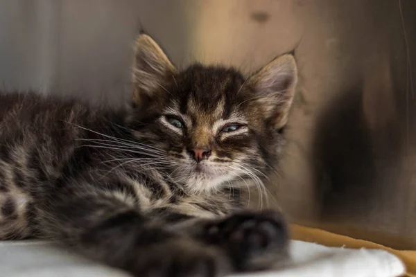 Hayvan Barınağından Bir Kedi Sahibini Sıcak Bir Evi Bekliyor Erkeğini — Stok fotoğraf