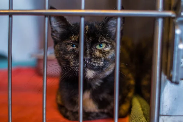 Gato Abrigo Animais Esperando Proprietário Uma Casa Quente Esperando Por Imagens De Bancos De Imagens