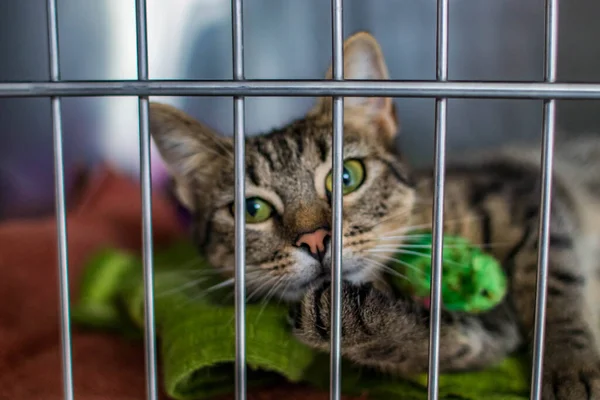 Gato Abrigo Animais Esperando Proprietário Uma Casa Quente Esperando Por Fotos De Bancos De Imagens Sem Royalties