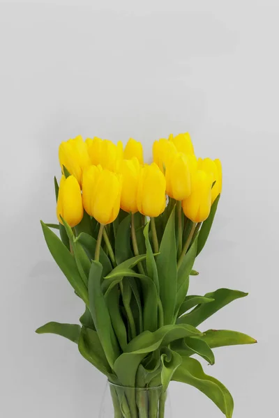 Yellow tulip flowers isolated on white background, for your creative design and decoration