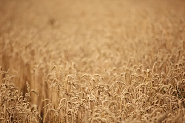 Ears of golden wheat closeup. Wheat field. Beautiful wheat ears background