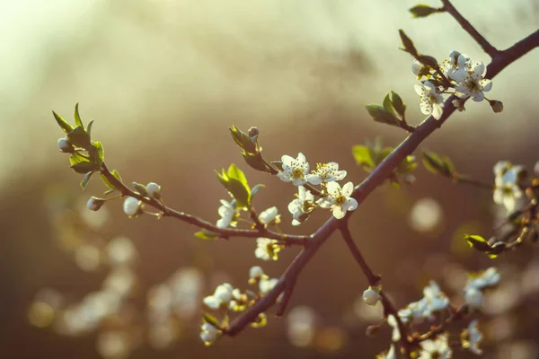 Flor de cereja na primavera. Branch flores brancas em um fundo amarelo, close-up — Fotografia de Stock