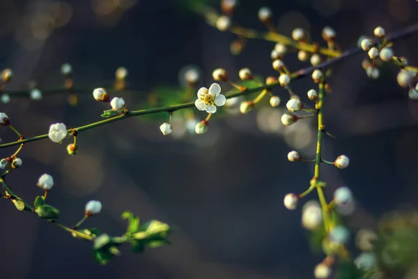 Flor de cereja na primavera. Branch flores brancas em um fundo amarelo, close-up — Fotografia de Stock