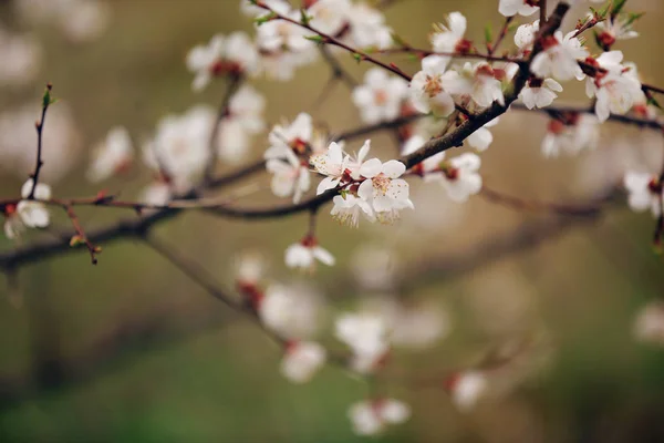 Kirschblüte im Frühling. Zweig weiße Blüten auf gelbem Hintergrund, Nahaufnahme — Stockfoto