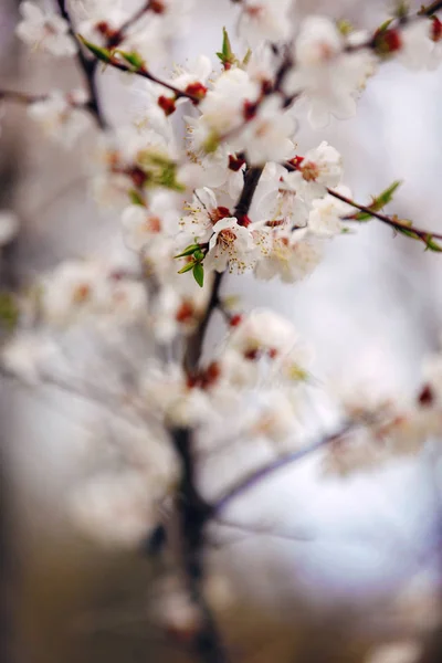 Kirschblüte im Frühling. Zweig weiße Blüten auf gelbem Hintergrund, Nahaufnahme — Stockfoto