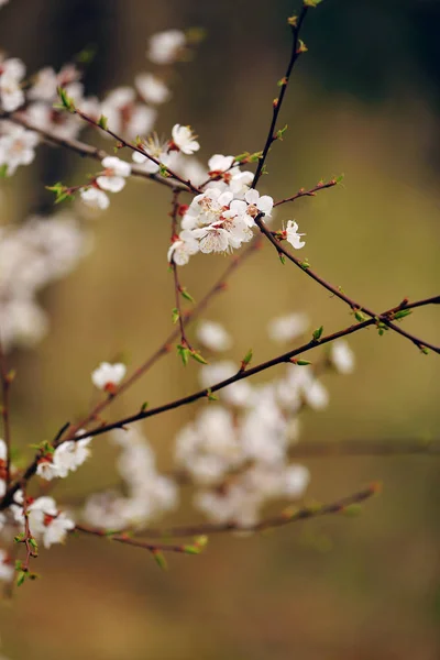 Цветок сакуры весной. Ветка белые цветы на желтом фоне, закрыть — стоковое фото