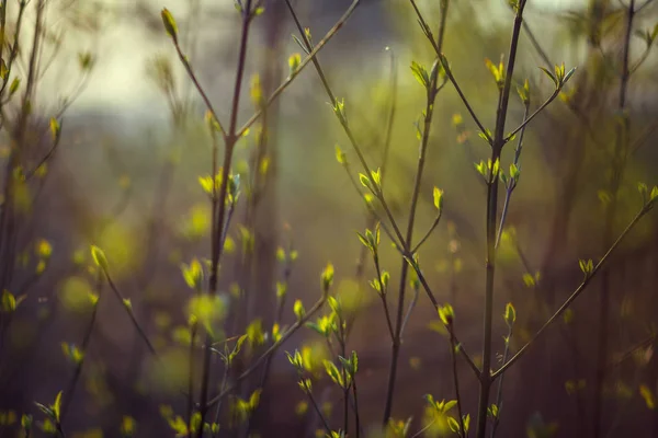 Bäume blühen im Frühling. Zweige eines Baumes mit kleinen grünen Blättern. Hintergrund hellgrün. Frontansicht — Stockfoto