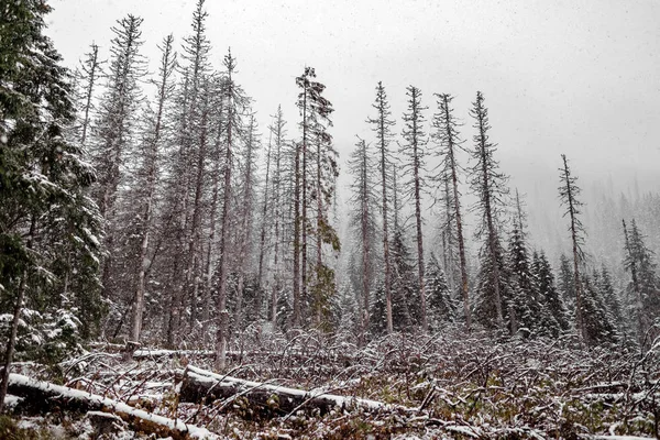 Landscape snow trees and felled trees forest in winter. mountains in the background. Morske Oko, Poland