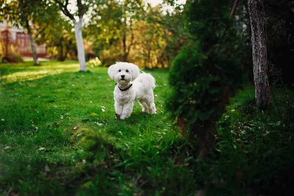 Fluffy Maltese campuran di rumput. anjing putih bermain di taman dengan rumput hijau — Stok Foto