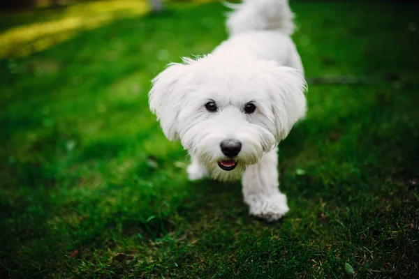 Mélange maltais moelleux sur l'herbe. chien blanc jouant dans le jardin avec de l'herbe verte — Photo