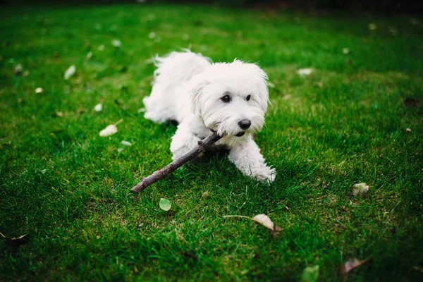 Fluffy mix maltese sull'erba. cane bianco che gioca in giardino con erba verde — Foto Stock