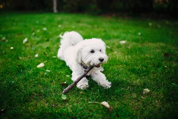 Fluffy mix maltese sull'erba. cane bianco che gioca in giardino con erba verde — Foto Stock