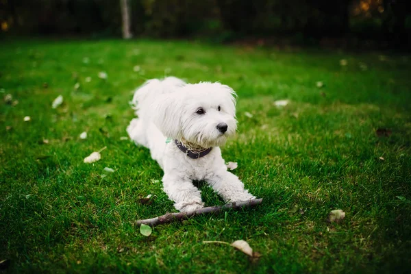 草の上のふわふわマルチーズ ミックス。白い犬と緑の草の庭で遊ぶ — ストック写真