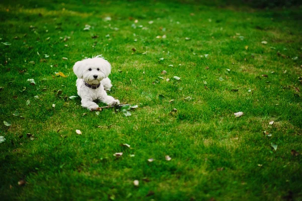 Fluffy Maltese mix on the grass. white dog playing in garden with green grass — Stock Photo, Image