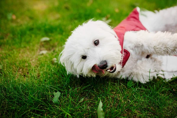 Fluffy mix maltese sull'erba. cane bianco che gioca in giardino con erba verde — Foto Stock