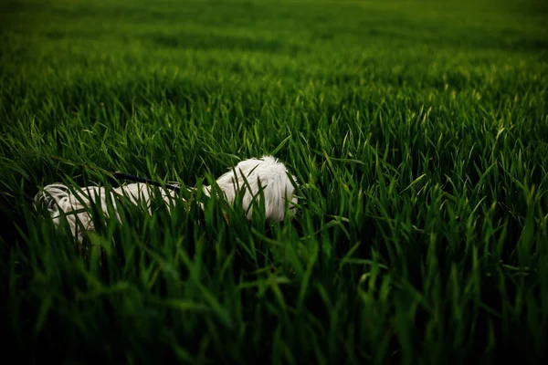 Mélange maltais moelleux sur l'herbe. chien blanc jouant dans le jardin avec de l'herbe verte — Photo