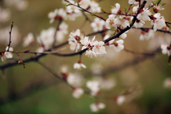 Frühlingskirschblüten, Sakura Mandel rosa Blüten — Stockfoto