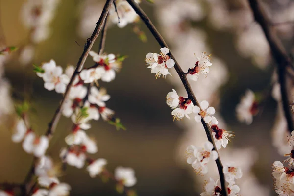 Frühlingskirschblüten, Sakura Mandel rosa Blüten — Stockfoto