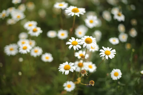 Summer camomiles in meadow. white beautifu chamomiles on the green backgroun — Stock Photo, Image