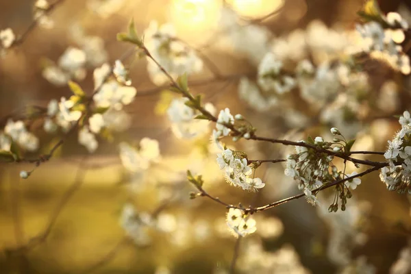 Весенний сезон. Весенние цветки вишни, белые цветы . — стоковое фото