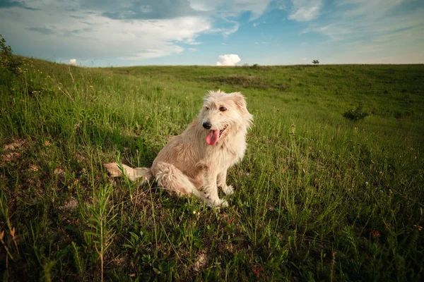 Felice cane bianco nella natura mostra la lingua. cane divertente nella natura — Foto Stock