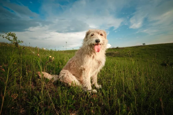 Felice cane bianco nella natura mostra la lingua. cane divertente nella natura — Foto Stock