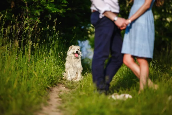 Anjing bahagia adalah memiliki beristirahat dengan pemilik di alam. bersenang-senang dengan anjingnya di taman — Stok Foto
