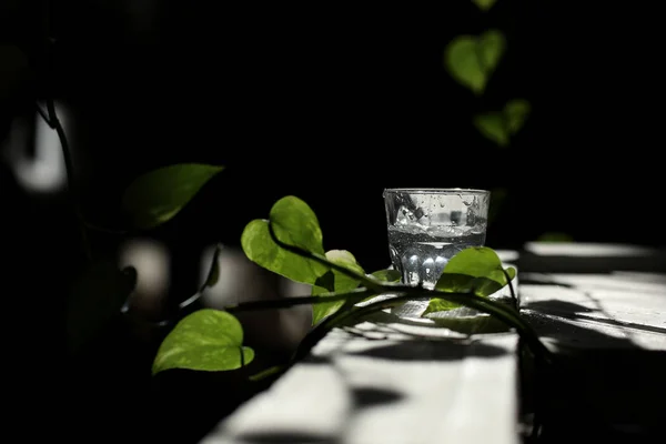 a glass of water on a white table with rays of the sun and with green leavs